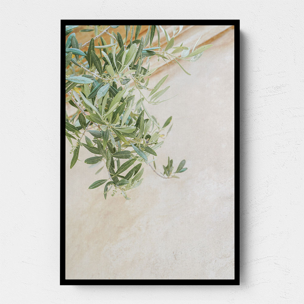 Olive Tree Leaves