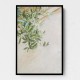 Olive Tree Leaves