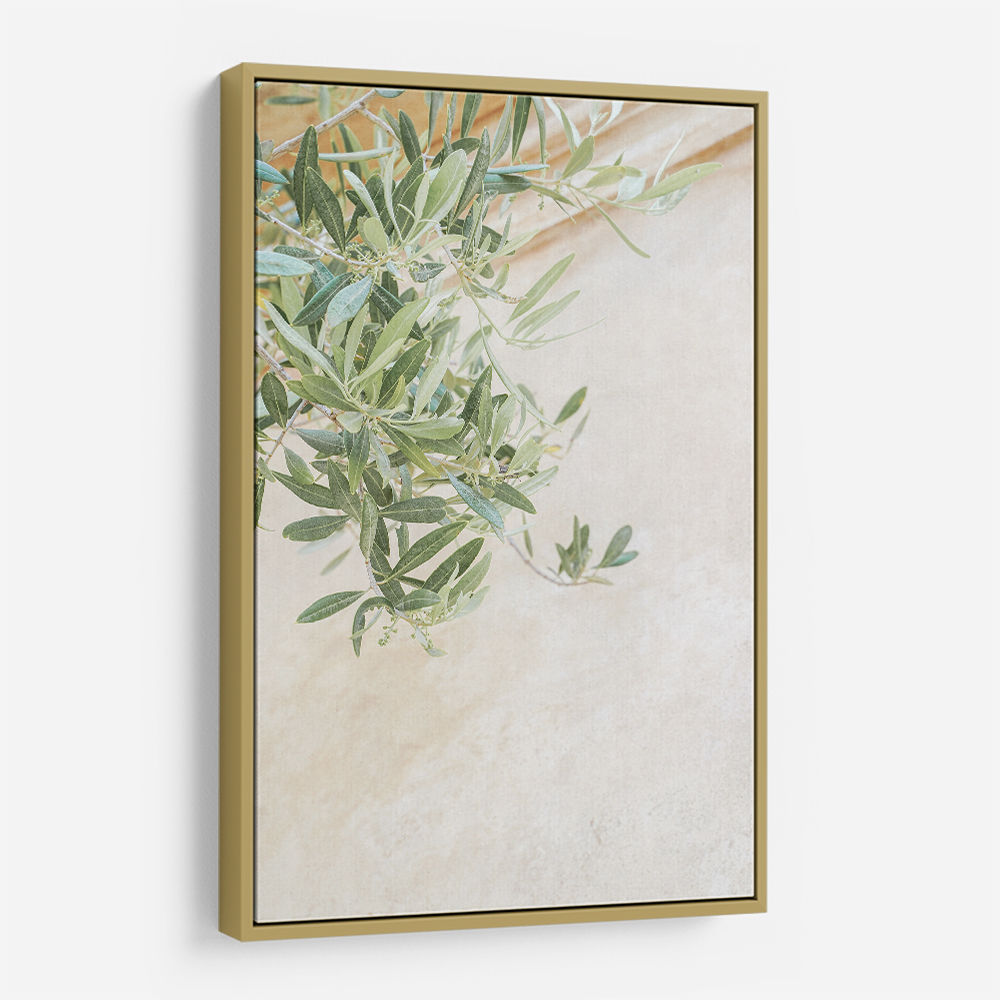 Olive Tree Leaves