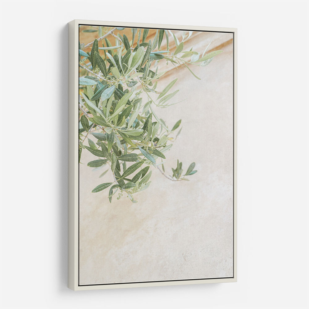 Olive Tree Leaves