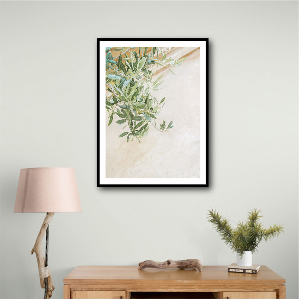 Olive Tree Leaves