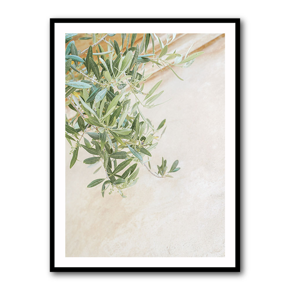 Olive Tree Leaves