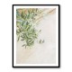 Olive Tree Leaves