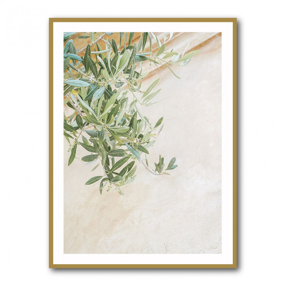Olive Tree Leaves
