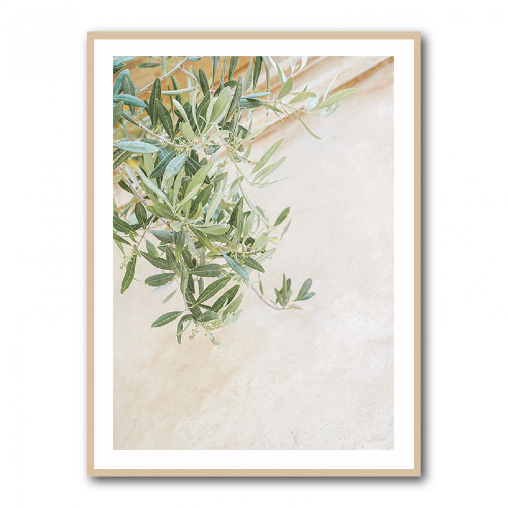Olive Tree Leaves