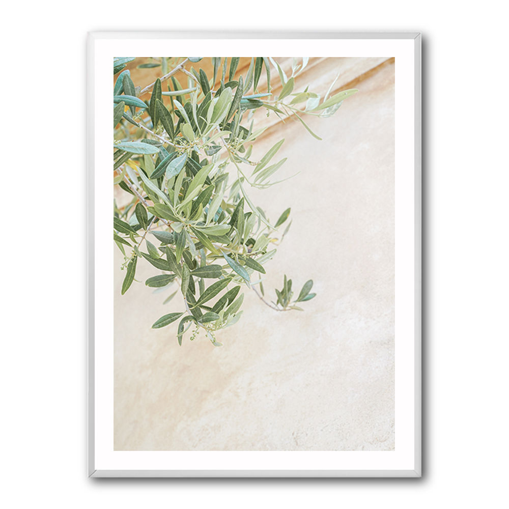 Olive Tree Leaves