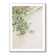 Olive Tree Leaves
