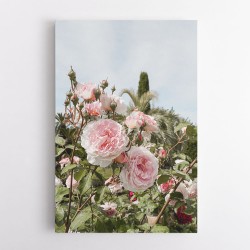 Garden Roses