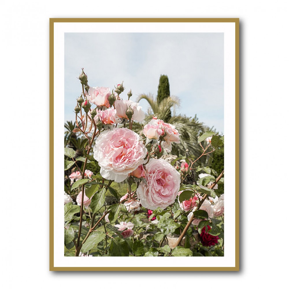 Garden Roses