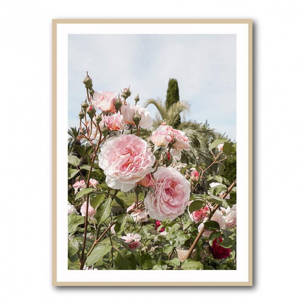Garden Roses