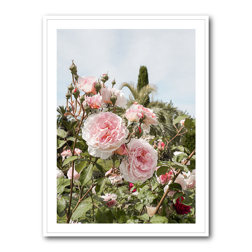 Garden Roses