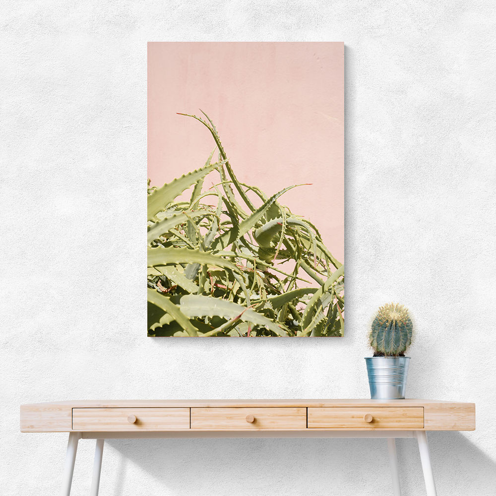 Cacti on Pink
