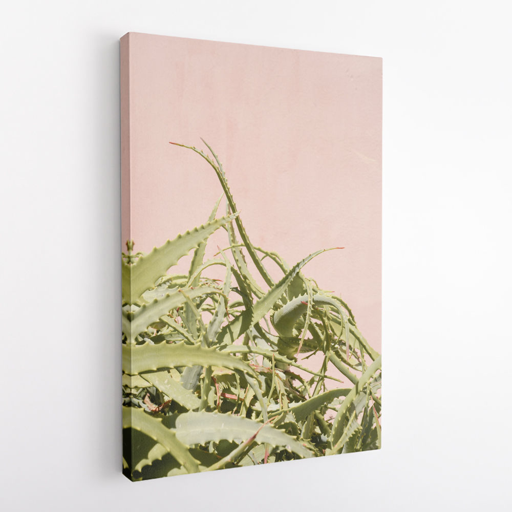 Cacti on Pink