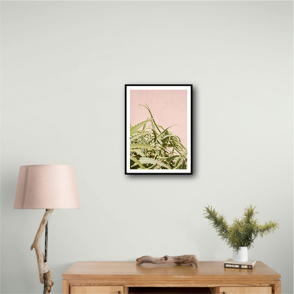 Cacti on Pink