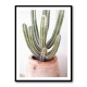 Cactus Serenity