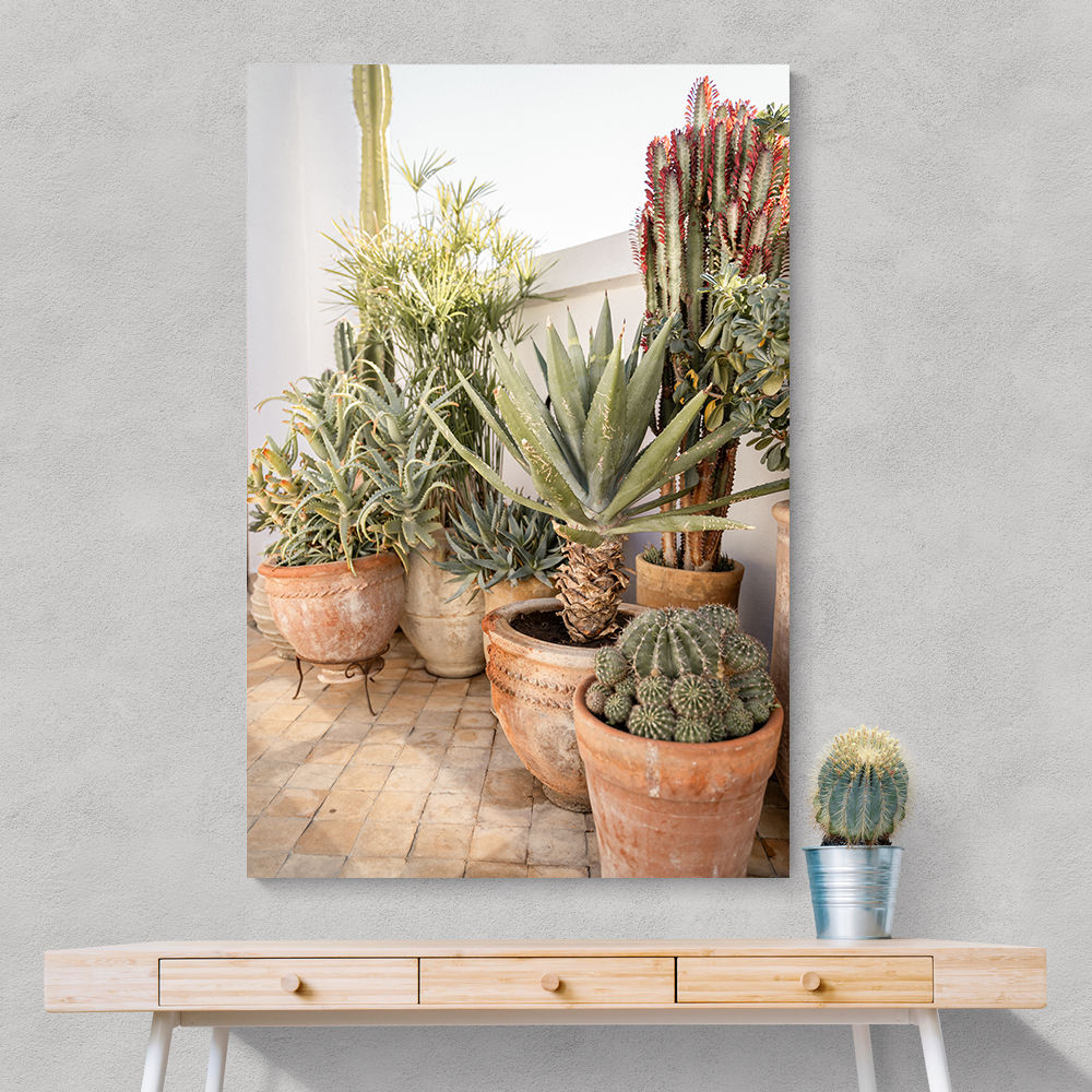 Garden with Various Potted Succulents and Cacti