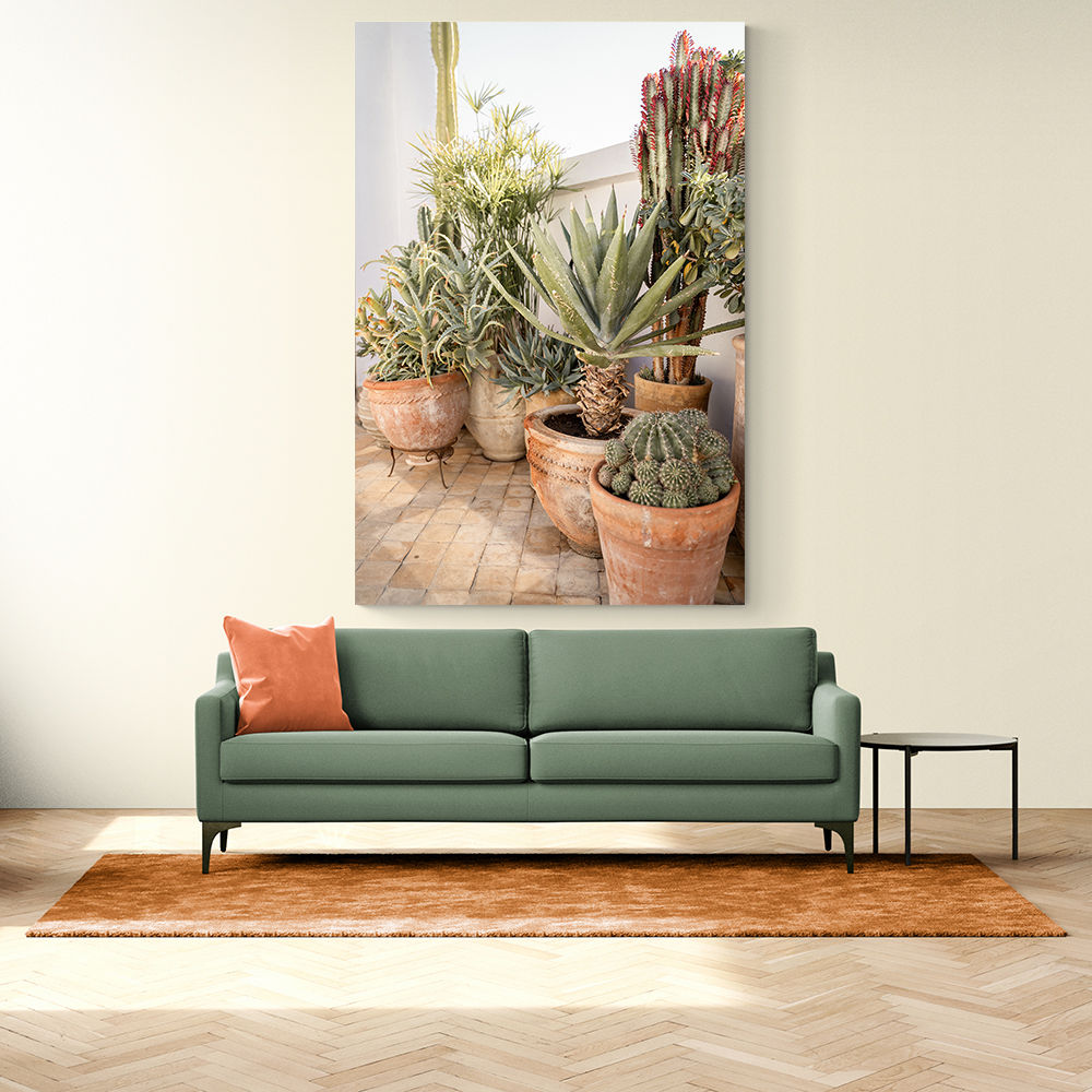 Garden with Various Potted Succulents and Cacti