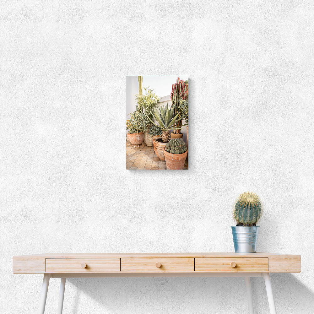 Garden with Various Potted Succulents and Cacti