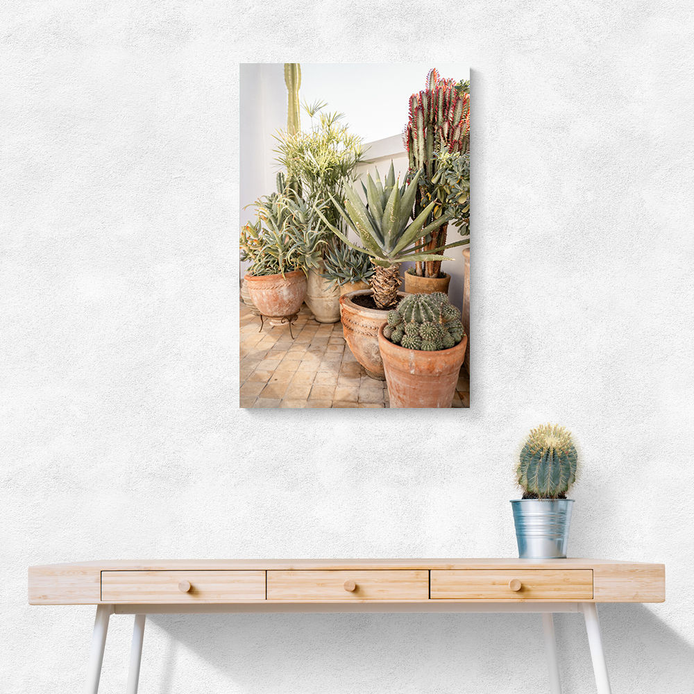 Garden with Various Potted Succulents and Cacti