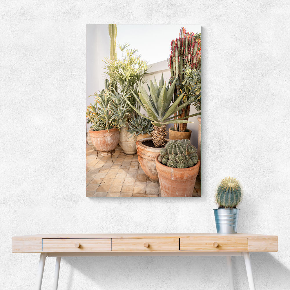 Garden with Various Potted Succulents and Cacti