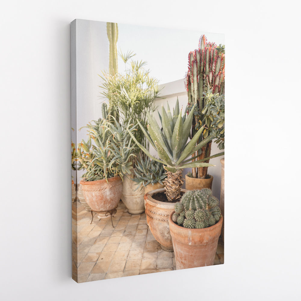 Garden with Various Potted Succulents and Cacti