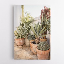 Garden with Various Potted Succulents and Cacti