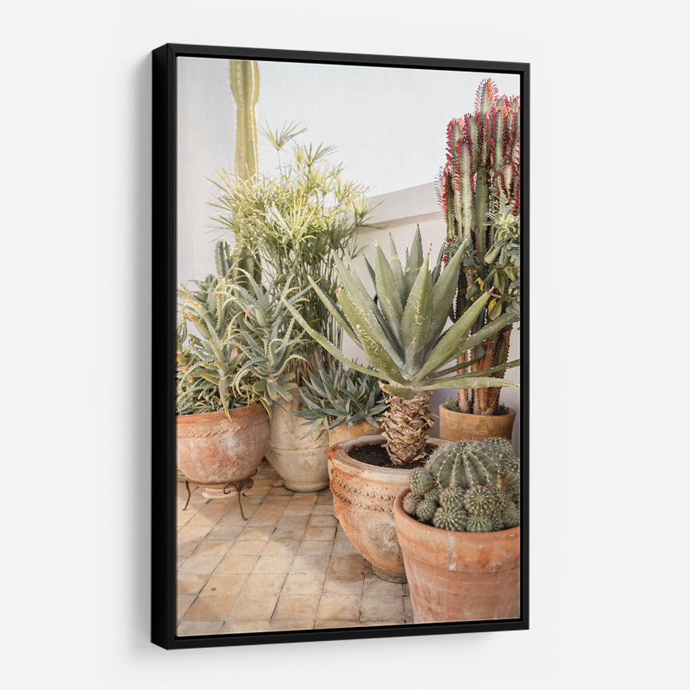 Garden with Various Potted Succulents and Cacti