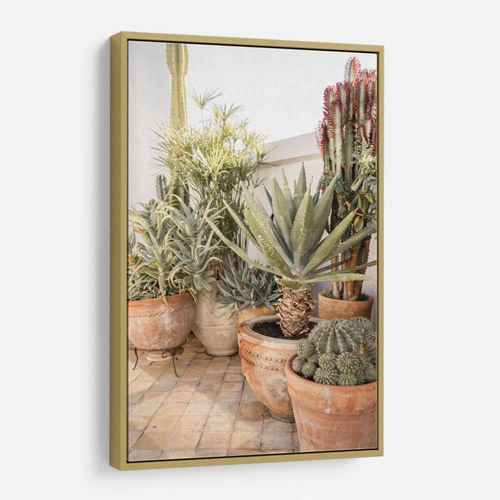 Garden with Various Potted Succulents and Cacti