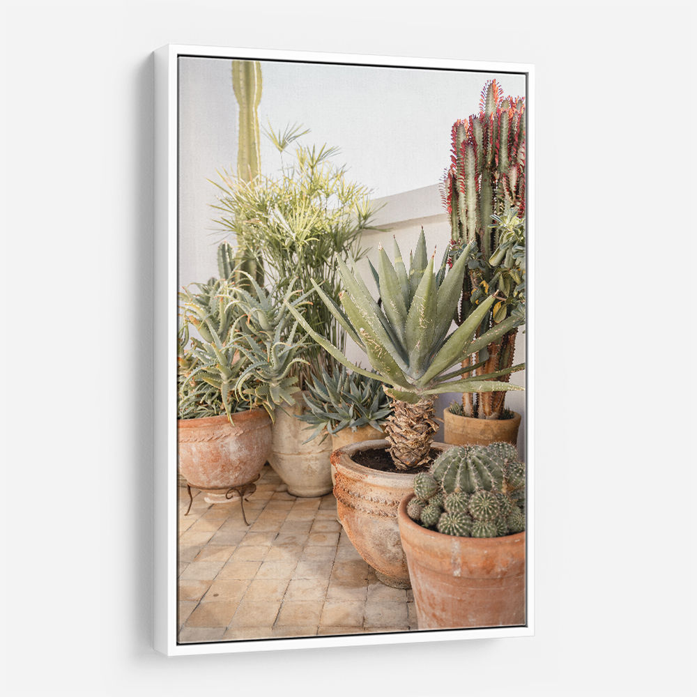 Garden with Various Potted Succulents and Cacti
