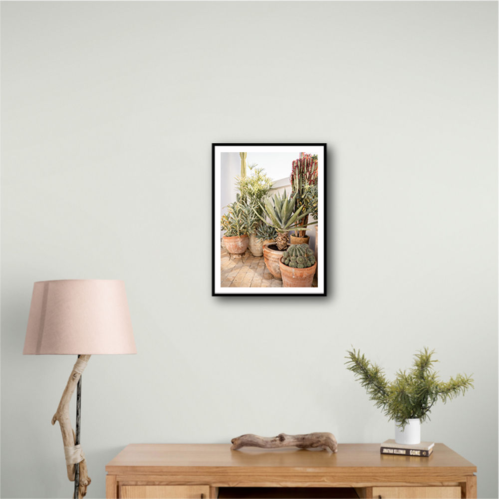 Garden with Various Potted Succulents and Cacti