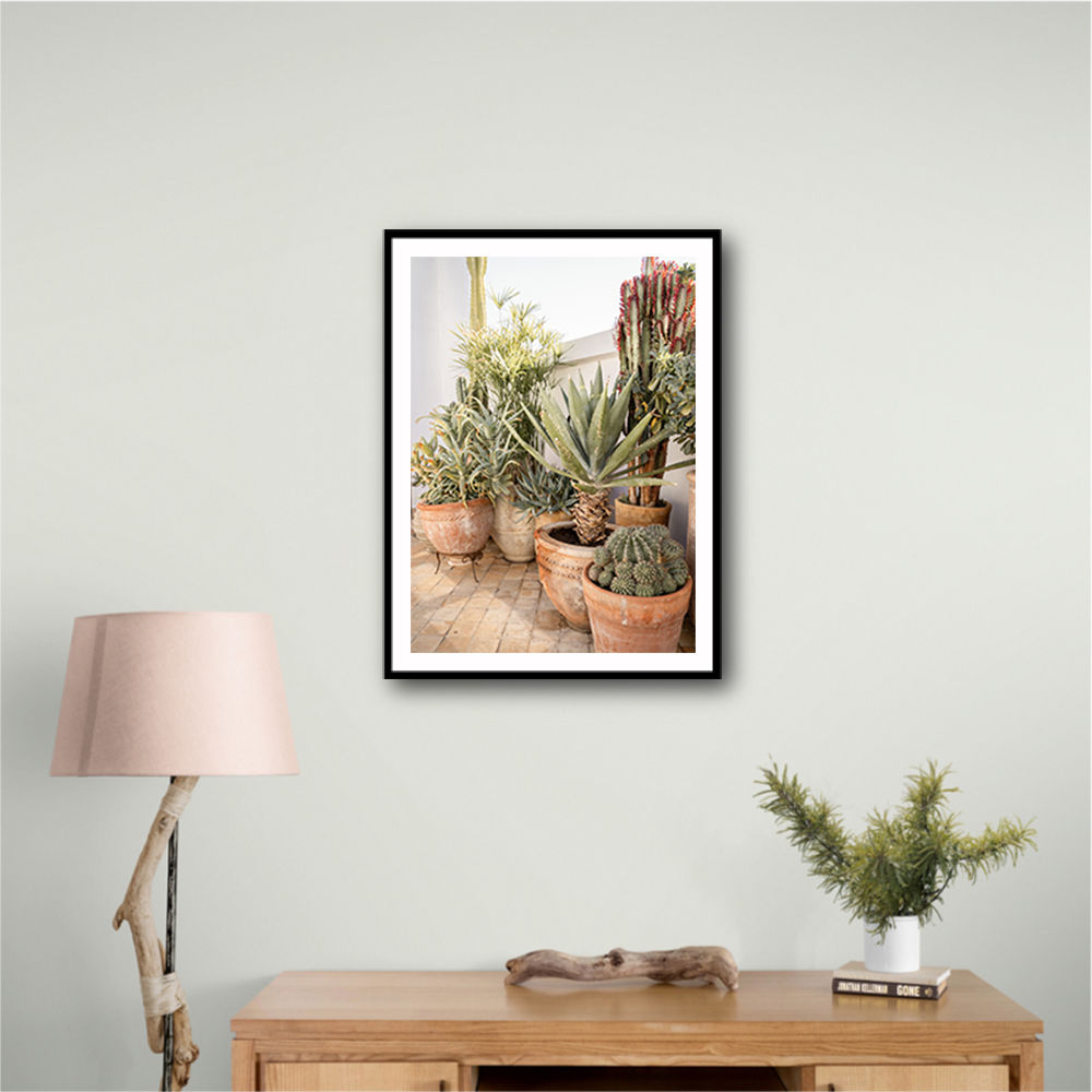 Garden with Various Potted Succulents and Cacti