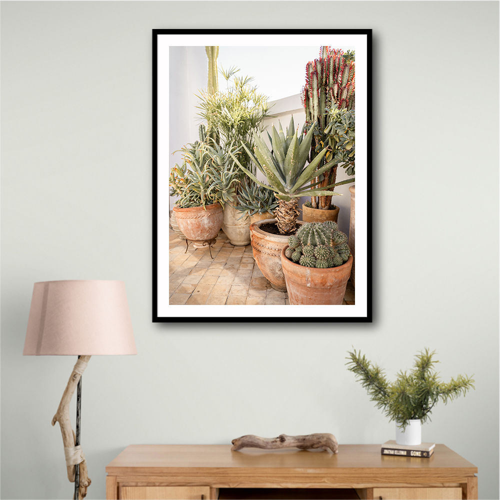 Garden with Various Potted Succulents and Cacti