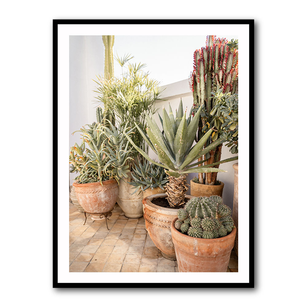 Garden with Various Potted Succulents and Cacti