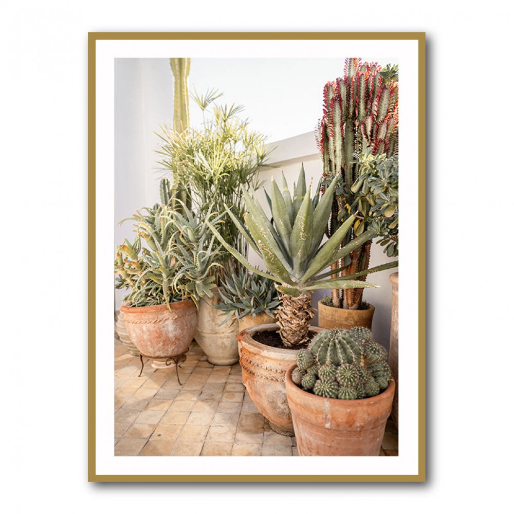 Garden with Various Potted Succulents and Cacti