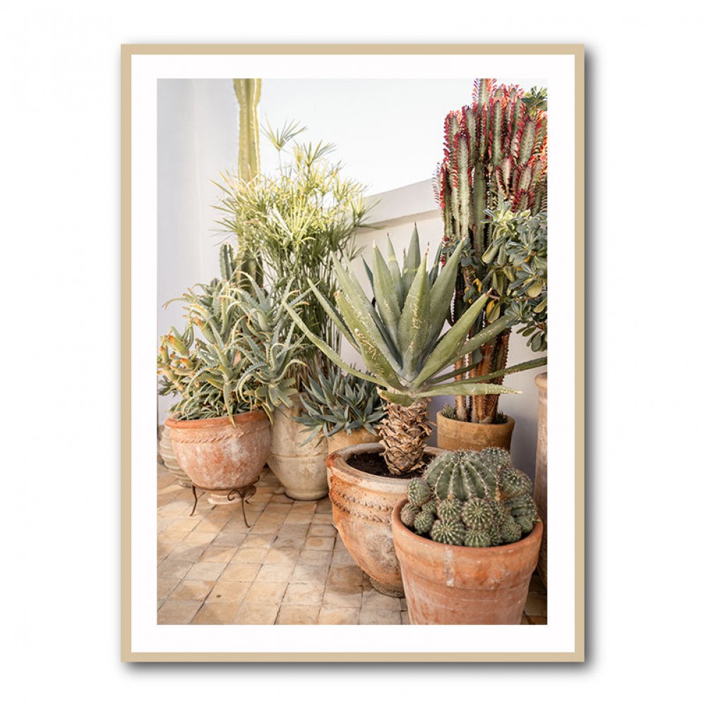 Garden with Various Potted Succulents and Cacti