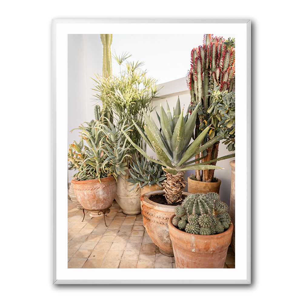 Garden with Various Potted Succulents and Cacti