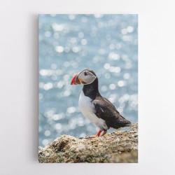 Puffin by the Sea