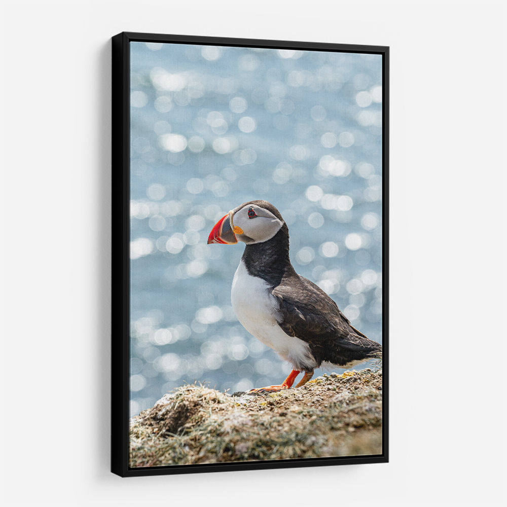 Puffin by the Sea