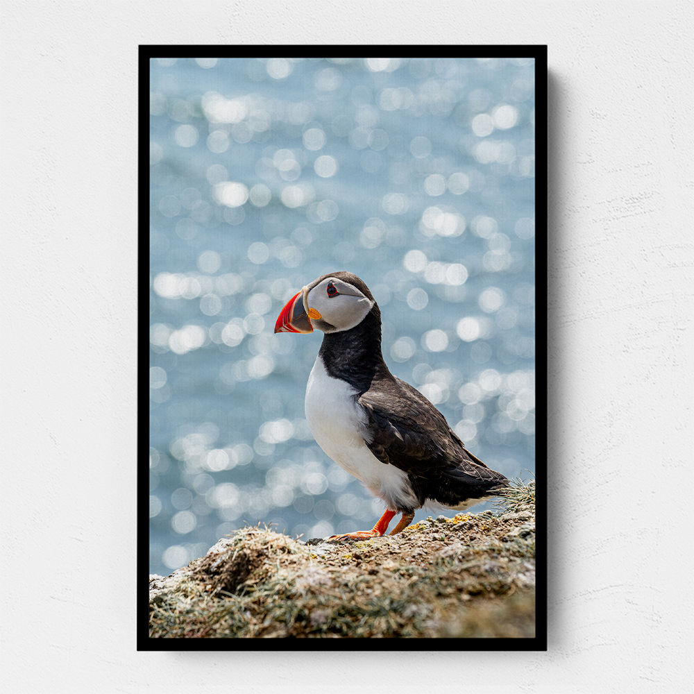 Puffin by the Sea