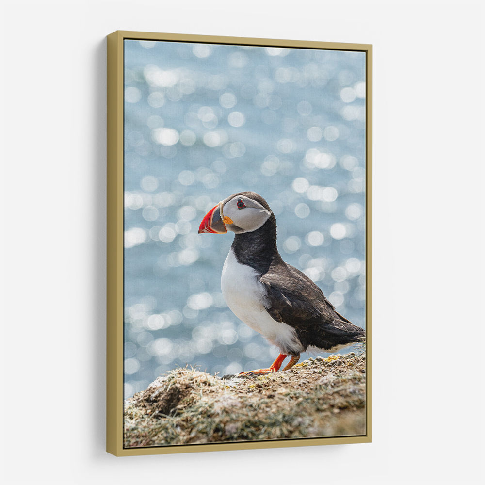 Puffin by the Sea