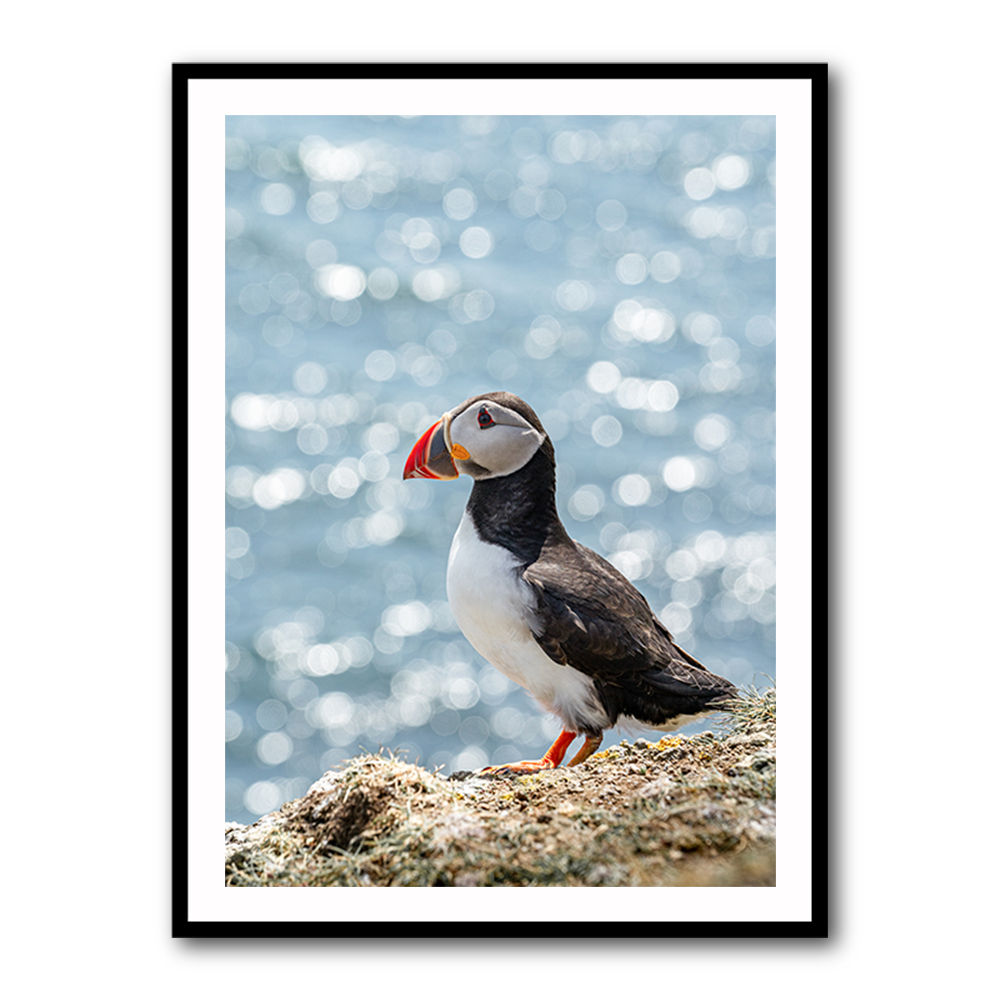 Puffin by the Sea