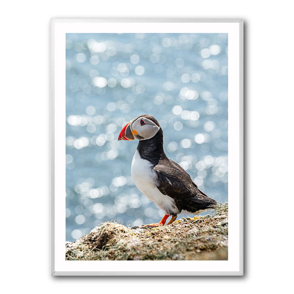 Puffin by the Sea