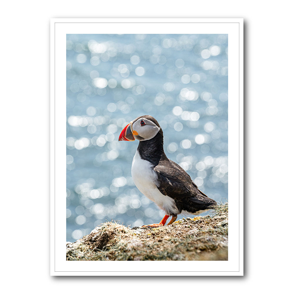 Puffin by the Sea