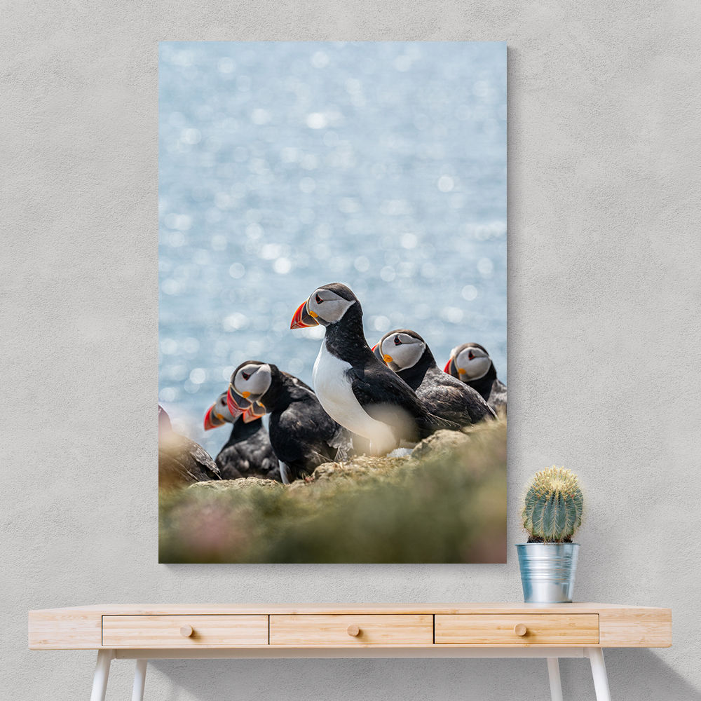 Scottish Puffins
