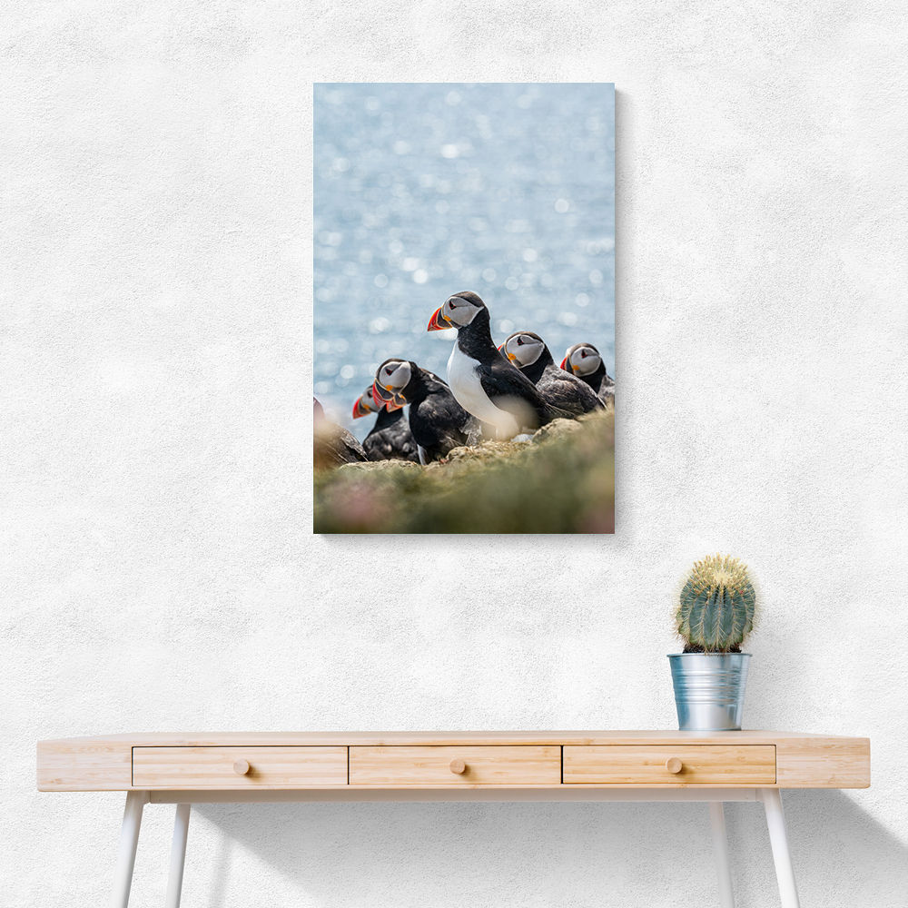 Scottish Puffins