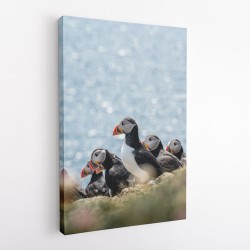 Scottish Puffins