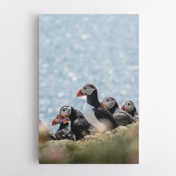 Scottish Puffins