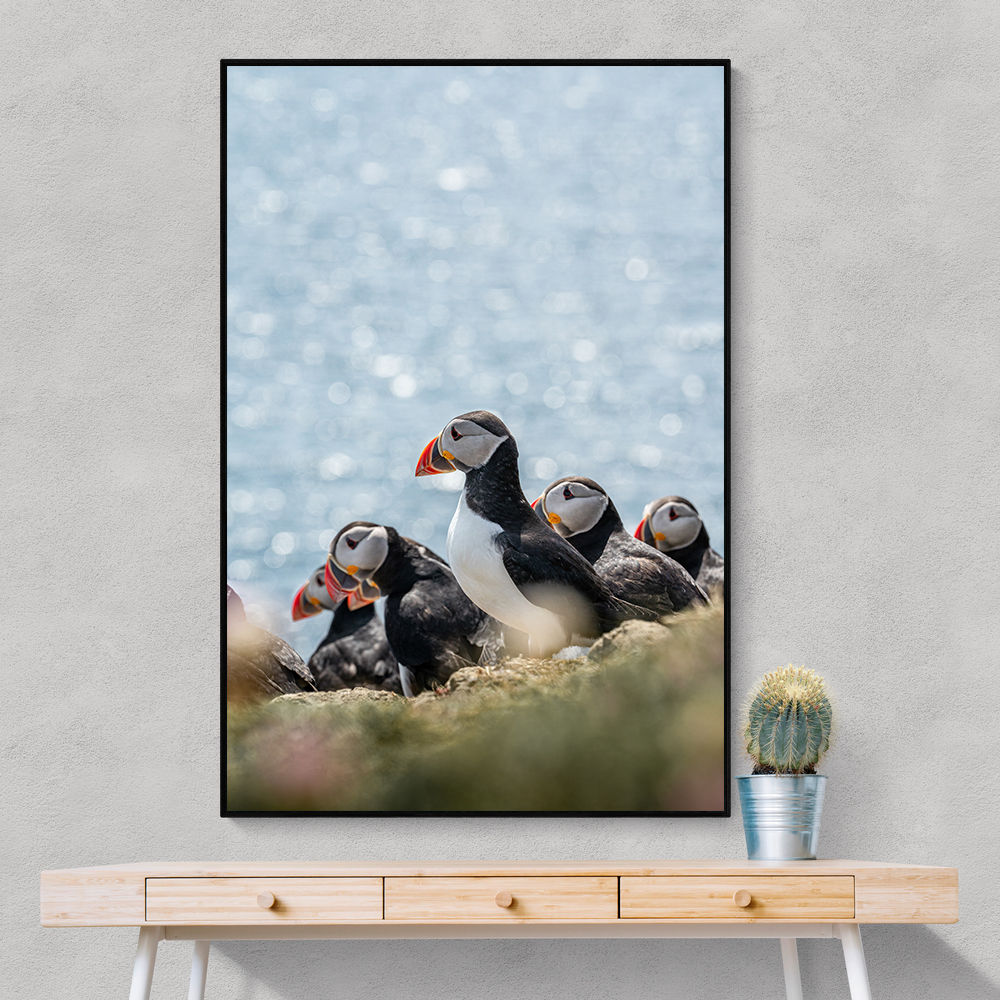 Scottish Puffins