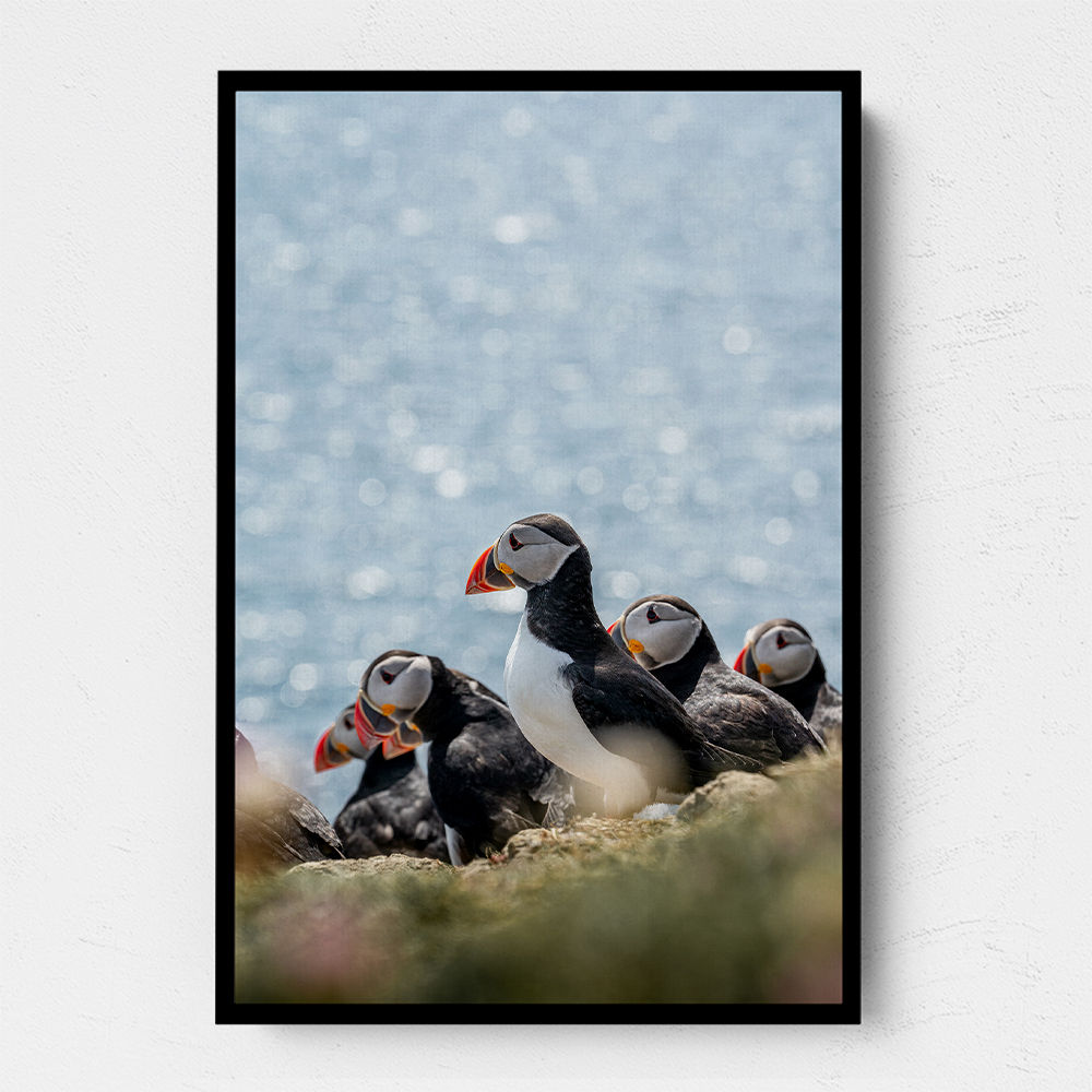 Scottish Puffins