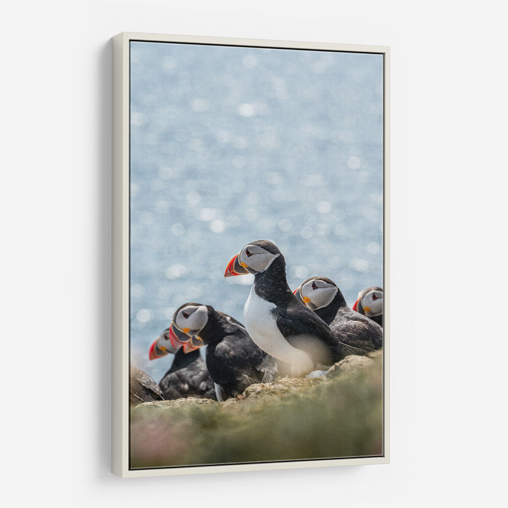 Scottish Puffins